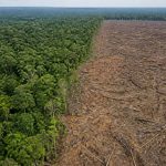 Comprendre les consequence of deforestation et agir pour un avenir durable